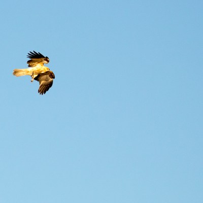 Ready to grab your catch - this bird is waiting for you to fish - forster luxury house boats - NSW