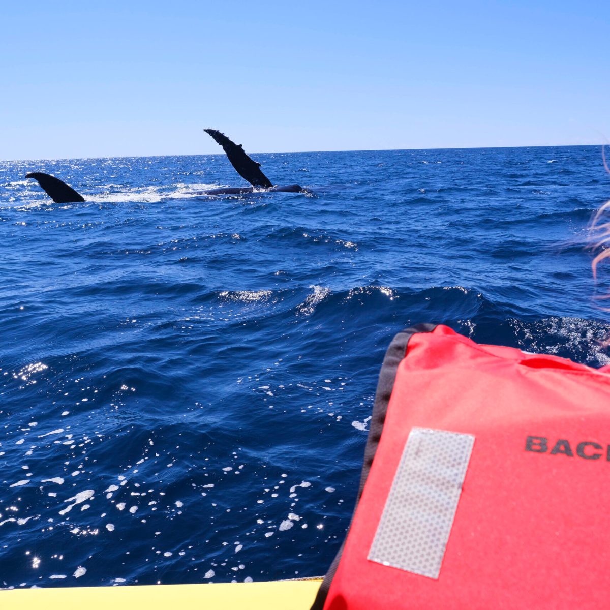 Epic surf whale watch - fun and memories - eco adventures - Forster Houseboat Hire NSW