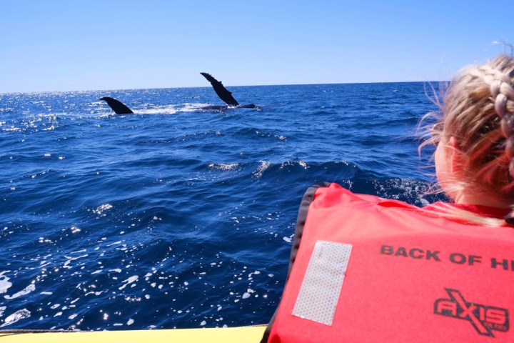 Epic surf whale watch - Blast you way with this epic surf whale eco adventure - Forster Luxury Houseboats NSW