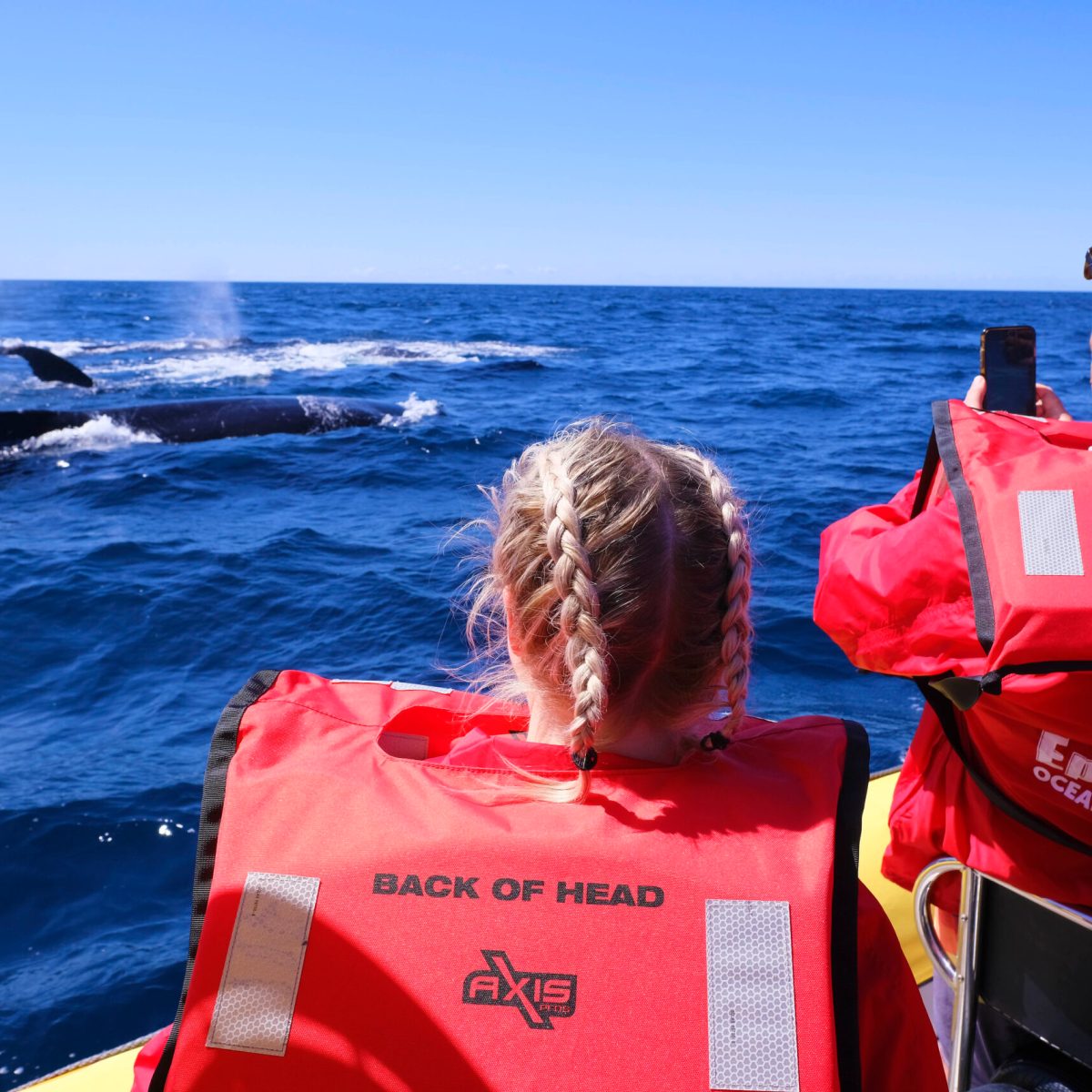 Epic Whale watch Ocean adventure - May to October join our eco adventures today Forster NSW