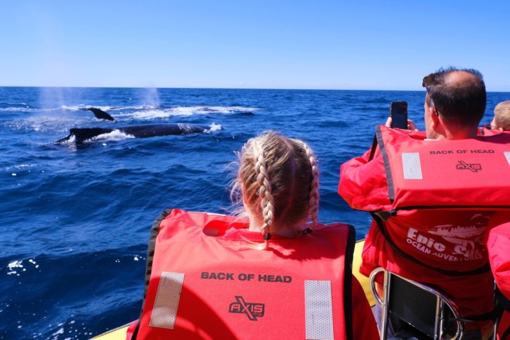 Epic Whale watch Ocean adventure - May to October join our eco adventures today Forster NSW