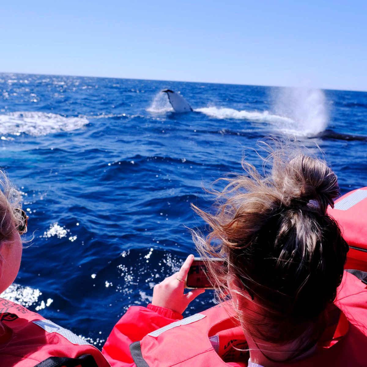 Epic Surf Whale watch eco adventure boat tours - forster luxury hire NSW