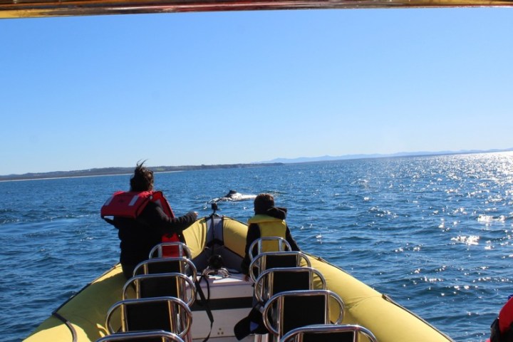 Epic Whale watch ocean adventure - Forster luxury tours - NSW