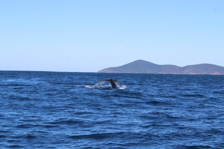 Epic surf whale watch eco adventures - Forster NSW