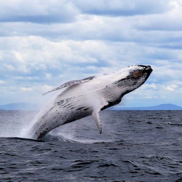 Epic Surf Whale adventure - photo opportunity a whale jumping out of the water this awaits you - eco tour forster luxury houseboats NSW