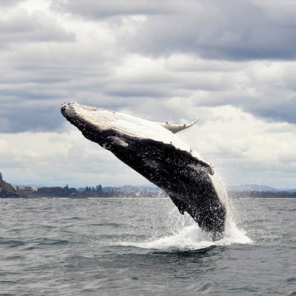 Whale breaching during epic whale adventure eco tour - book today May to October Forster Luxury houseboats NSW