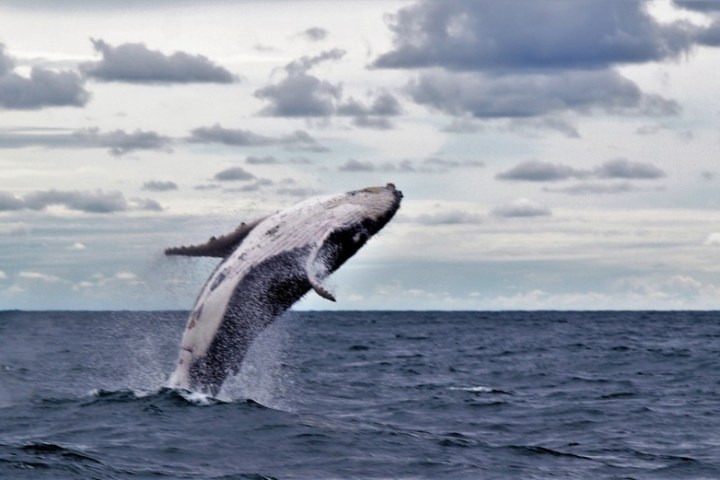 photo opportunity a baby whale jumping out of the water - Epic Whale Watch eco tour forster luxury houseboats NSW